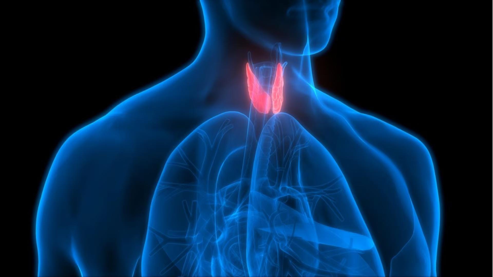 Thyroid