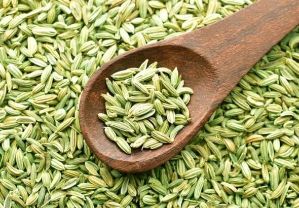 Fennel-20Seeds_webp_75